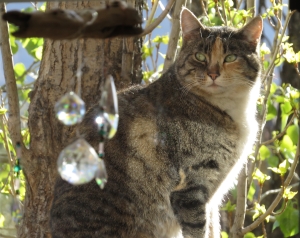 Crystal Cat