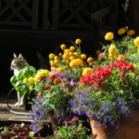 Cat and flowers