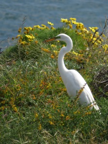 Great Egret with Lizzard