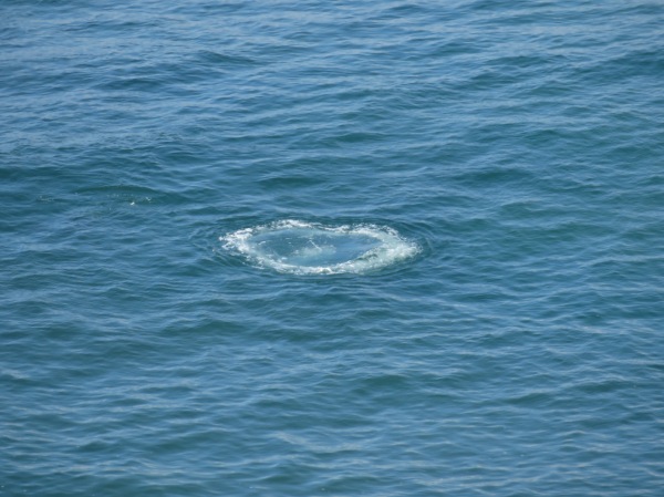 Heart Whale Bubbles
