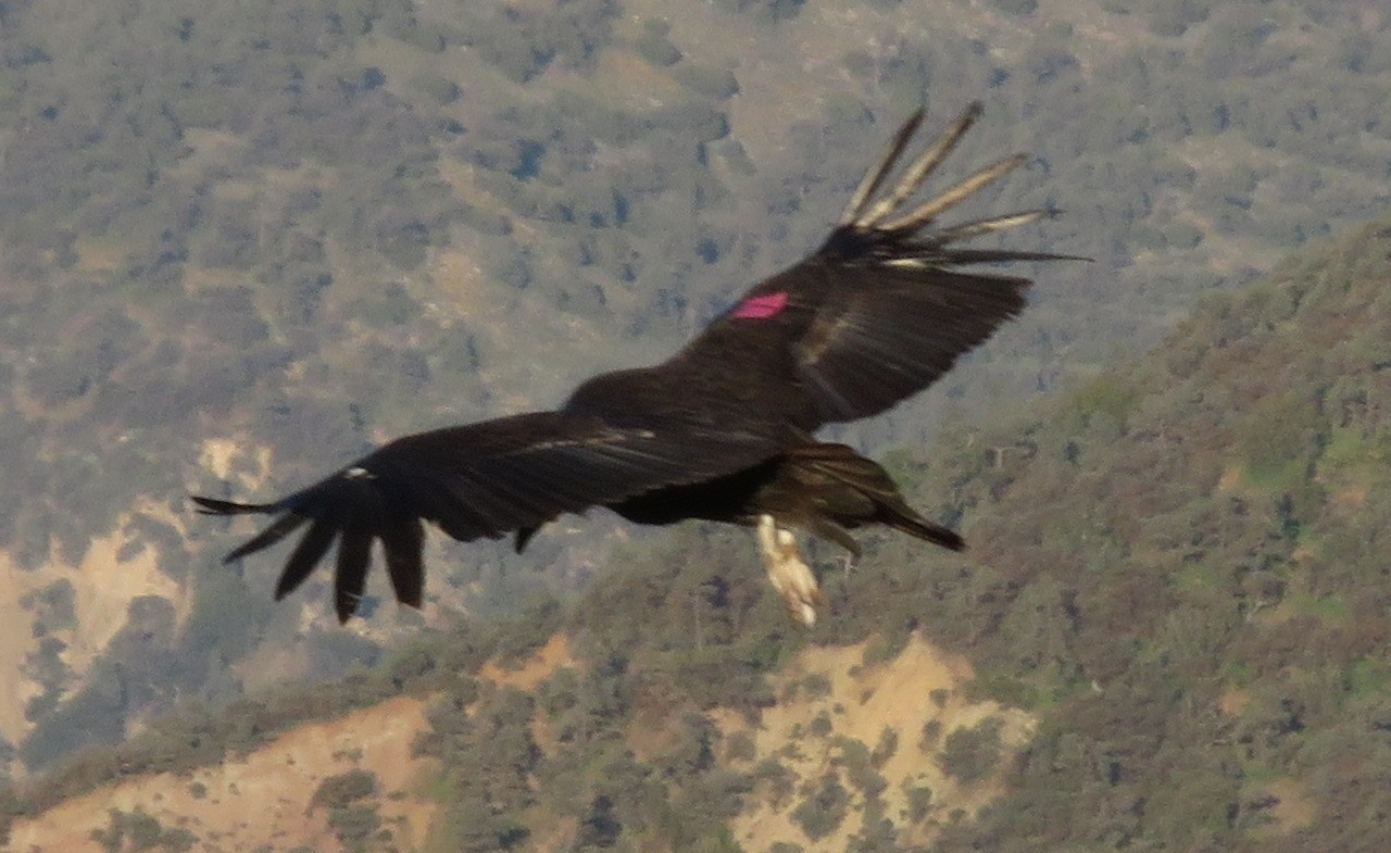 Red-tagged Condor Juvenile
